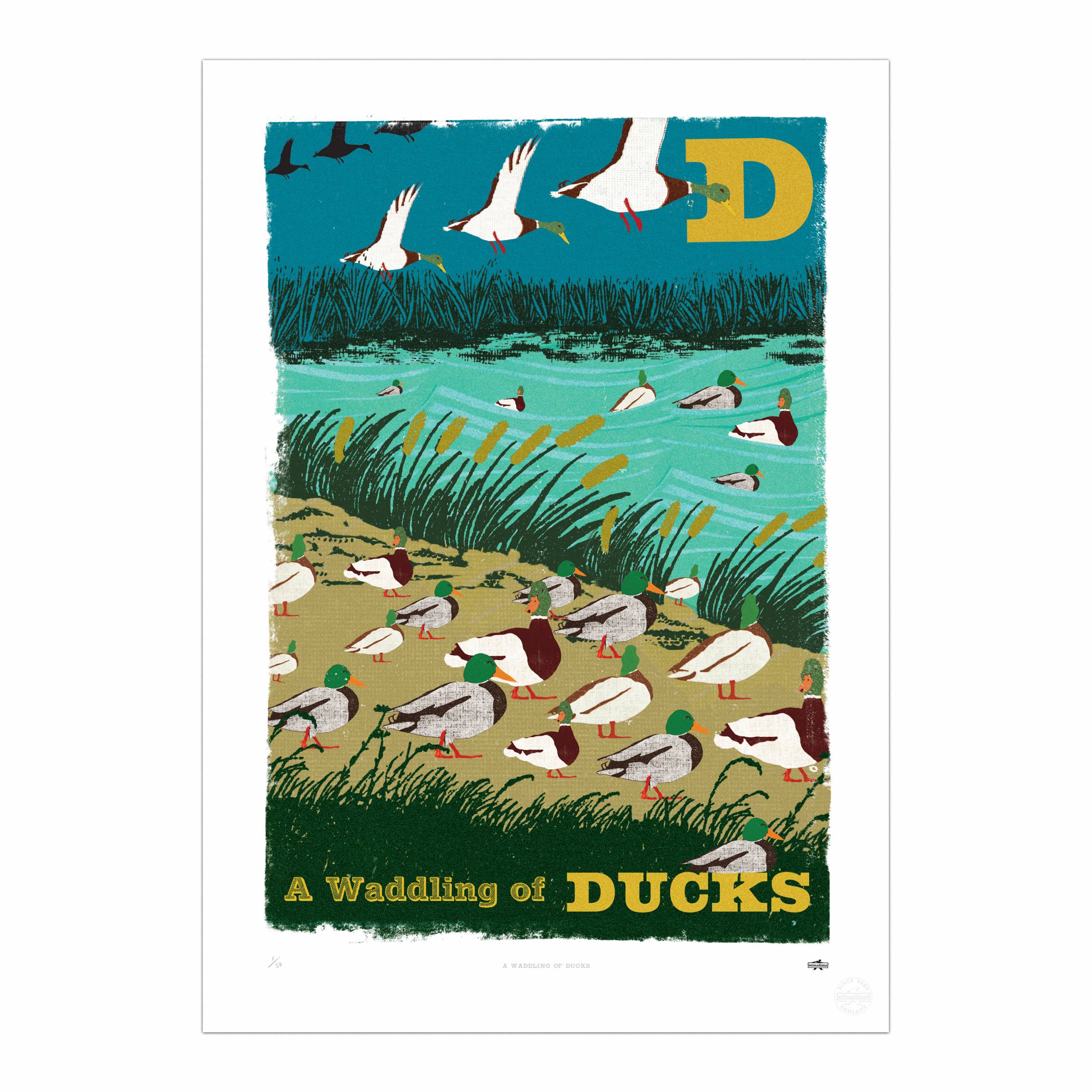 A Waddling of Ducks
