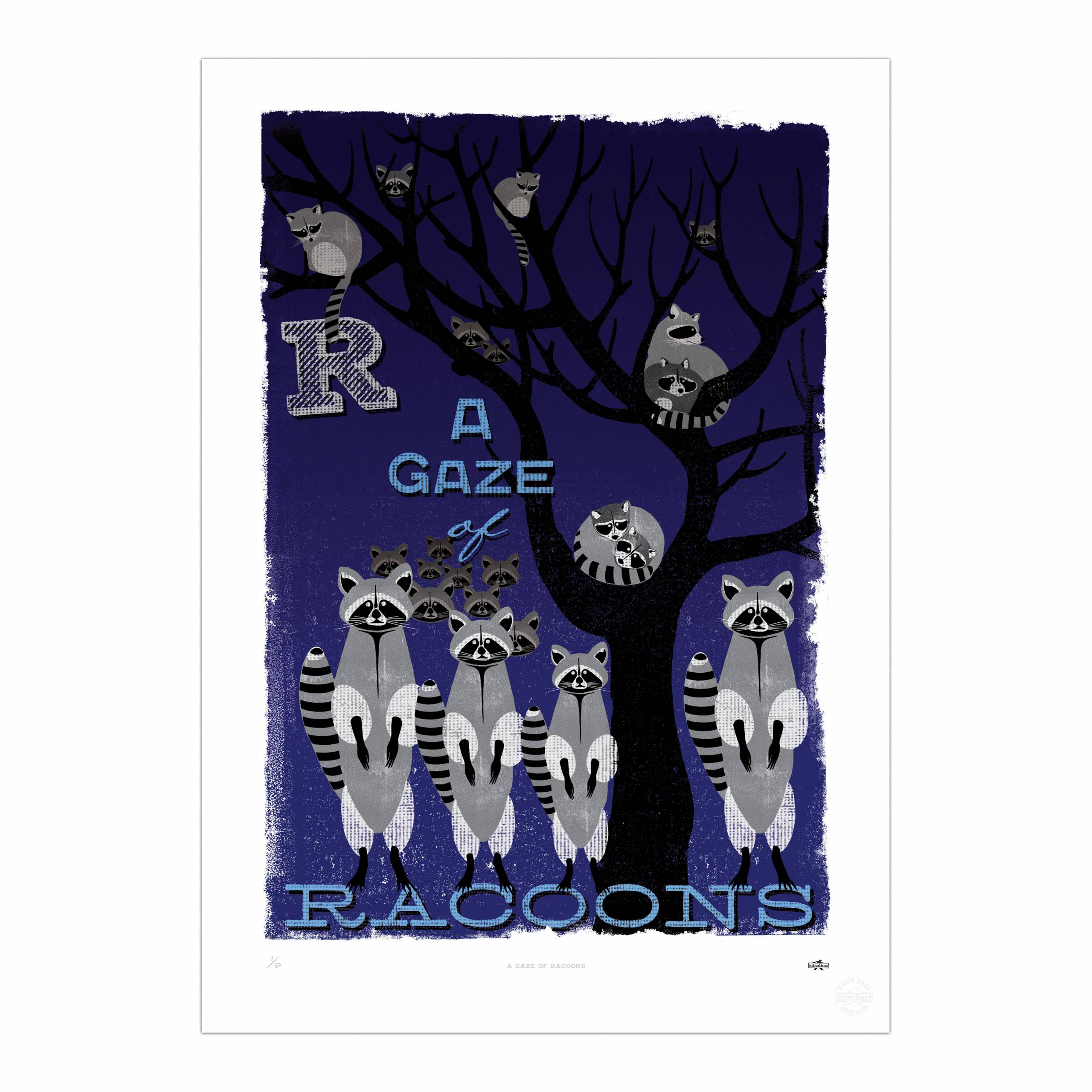 A Gaze of Racoons Print